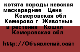 котята породы невская маскарадная › Цена ­ 1 000 - Кемеровская обл., Кемерово г. Животные и растения » Кошки   . Кемеровская обл.